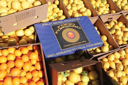 Gleaning Efforts Benefit Local Food Banks Image